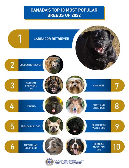 What are the 10 Most Popular Dog Breeds?