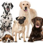 What are the 7 Dog Categories?