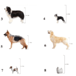 What are the 7 Species of Dogs?