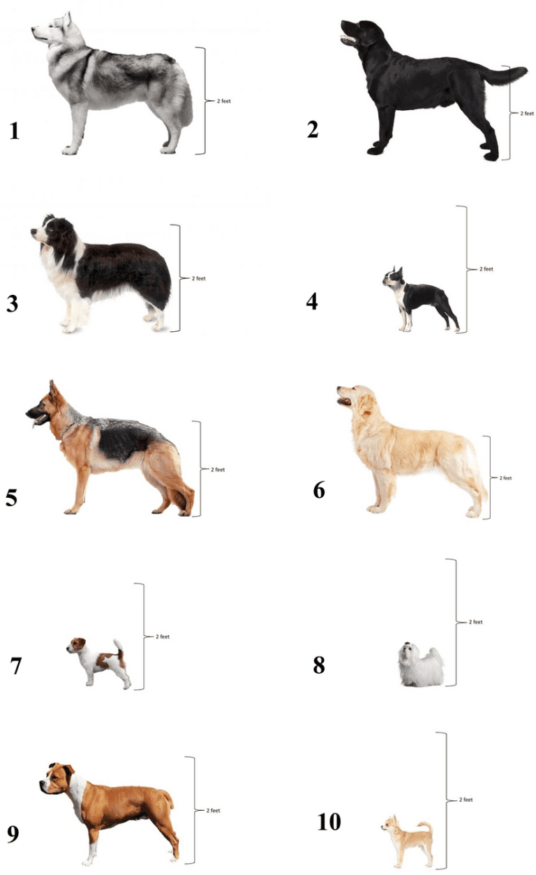 What are the 7 Species of Dogs?