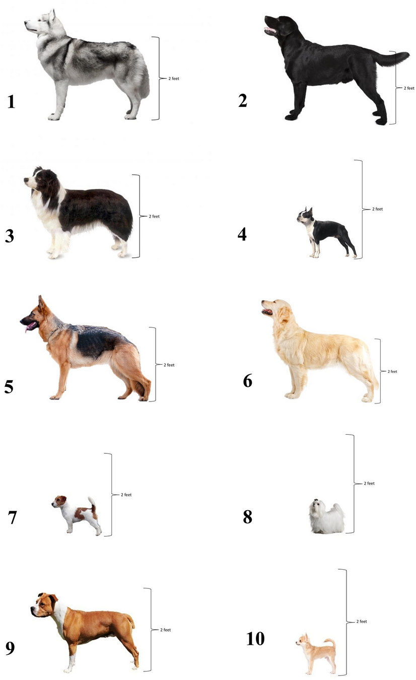 What are the 7 Species of Dogs?