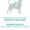 Purina One Plus Digestive Health Formula Dry Dog Food Natural with Added Vitamins, Minerals and Nutrients - 31.1 Lb. Bag - Image 4