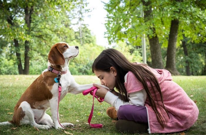 A Dog's Journey / A Dog's Purpose 2-Movie Collection [DVD]