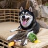 Best Pet Supplies 2-in-1 Stuffless Squeaky Dog Toys with Soft, Durable Fabric for Small, Medium, and Large Pets, No Stuffing for Indoor Play, Supports Active Biting and Play - 1Wild Duck, Small - Image 6