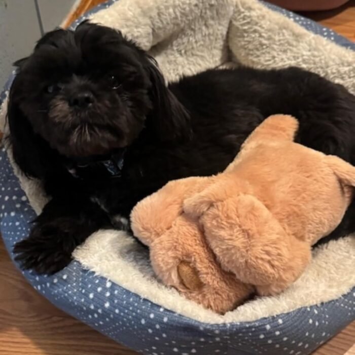 Original Snuggle Puppy Junior. Pet Anxiety Relief and Calming Aid, Comfort Toy for Behavioral Training in Biscuit
