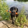 Chuckit! Interactive Dog Toy Ultra Fetch Stick - 12 Inch Outdoor Dog Toy for All Breed Sizes - Image 2