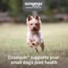 Nutramax Cosequin Minis Maximum Strength Joint Health Supplement - With Glucosamine, Chondroitin, MSM, and Omega-3's, 45 Soft Chews - Image 3