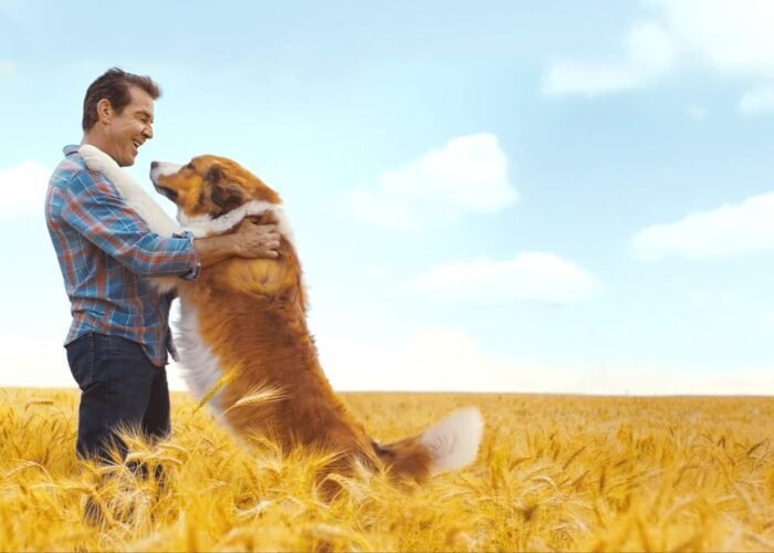 A Dog's Journey / A Dog's Purpose 2-Movie Collection [DVD]