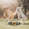 MYOS Canine Muscle Formula - All-Natural Muscle Building Supplement - Helps Reduce Muscle Loss in Aging Dogs and Improve Recovery from Injury or Surgery - Image 8
