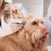 Dog Ear Cleaner Wipes – Finger Wipes for Dogs – Cleaning, Soothing, and Deodorizing Itchy Ears – Pet Ear Relief Solution - Image 9