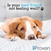 iProven Dog & Cat Thermometer for Accurate Fever Detection, Comfortable Flexible Tip, Waterproof Pet Thermometer, Fast Readings in 20 sec, Whelping and Veterinary Supply, DTK-117Y - Image 3