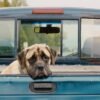 A Dog's Journey / A Dog's Purpose 2-Movie Collection [DVD] - Image 4