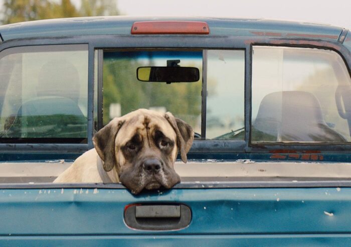 A Dog's Journey / A Dog's Purpose 2-Movie Collection [DVD]