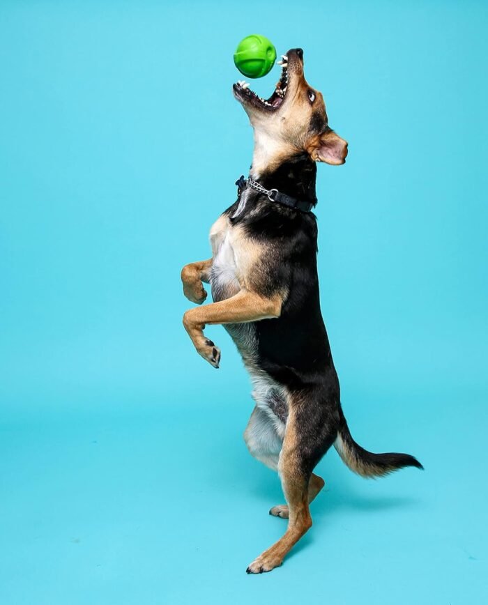 Hartz DuraPlay Bacon Scented Dog Toys, Small (Assorted Color)