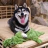 Best Pet Supplies 2-in-1 Stuffless Squeaky Dog Toys with Soft, Durable Fabric for Small, Medium, and Large Pets, No Stuffing for Indoor Play, Holds a Plastic Bottle - 4 Figures, Medium - Image 9
