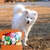 LEGEND SANDY Squeaky Plush Dog Toy Pack for Puppy, Small Stuffed Puppy Chew Toys 12 Dog Toys Bulk with Squeakers, Cute Soft Pet Toy for Small Medium Size Dogs - Image 6