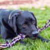 SHARLOVY Large Tough Chew Toys for Aggressive Chewers Large Breed,Heavy Duty Dental Rope Toys Kit for Medium Dogs,5 Knots Indestructible Cotton Puppy Teething Chew Tug Toy Set of 9 - Image 6