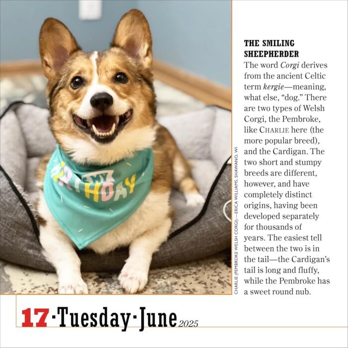 365 Dogs Page-A-Day® Calendar 2025: The World's Favorite Dog Calendar
