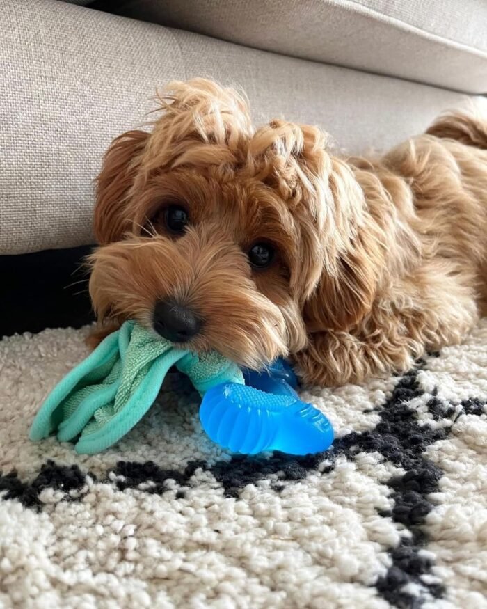 Nylabone Freezer Bone Puppy Chew Toy, Soothing Teething Toys for Puppies, Rubber & Terry Cloth, Peanut Butter Flavor, Small - Up to 25 lbs, 1 Count