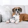 Outward Hound Fattiez Pig Plush Squeaky Dog Toy, Small - Image 5