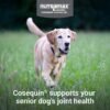 Cosequin Senior Joint Health Supplement for Senior Dogs - With Glucosamine, Chondroitin, Omega-3 for Skin and Coat Health and Beta Glucans for Immune Support, 60 Soft Chews - Image 3