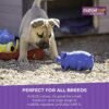 Multipet's 9-Inch Latex Polka Dot Globlet Pig Dog Toy, Assorted Colors - Image 7