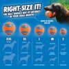 Chuckit! Ultra Ball Dog Toy - Medium Bouncy Fetch Balls For Dogs 20-60 lbs - Made from Durable Rubber - Floating Water Pet Toys - Size Medium - 2.5-inch Diameter - Pack of 2 - Image 5