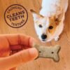 Wellness Old Mother Hubbard Original Mix Dog Biscuits, Natural, Training Treats, Four Flavors, Small Size, (6 Pound Bag) - Image 5