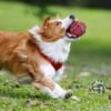 SHARLOVY Large Tough Chew Toys for Aggressive Chewers Large Breed,Heavy Duty Dental Rope Toys Kit for Medium Dogs,5 Knots Indestructible Cotton Puppy Teething Chew Tug Toy Set of 9 - Image 8