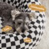 BFPETHOME Donut Dog Beds for Small Dog, Round Cat Beds for Indoor Cats, Calming Pet Bed for Puppy and Kitty with Non-Slip Bottom, Cute Fancy Dog Bed Machine Washable Plush Fabric - Image 2