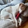 Apasiri Tough Dog Toys for Aggressive Chewers Large Breed, Dog Chew Toys for Aggressive Chewers, Nylon and Rubber, Large Dogs Toys Outdoor Teething - Image 9