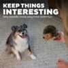 Outward Hound, Hedgehogz Plush Dog Toy, Medium - Image 4