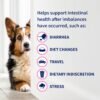 Proviable Digestive Health Supplement Kit with Multi-Strain Probiotics and Prebiotics for Medium to Large Dogs - with 7 Strains of Bacteria, 30 mL Paste and 10 Capsules - Image 5