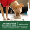 Purina ONE Plus Small Breed Lamb and Rice Formula Dry Dog Food - 7.4 lb. Bag - Image 7
