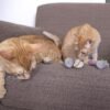 SmartyKat Skitter Critters Value Pack Catnip Cat Toys - Gray/Cream, Set of 10 - Image 5