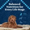 Blue Buffalo Wilderness High-Protein Natural Dry Food for Puppies, Chicken Recipe, 24-lb. Bag - Image 8