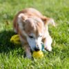 Youngever 2 Pack Dog Ball Toys for Pet Tooth Cleaning, Chewing, Fetching, Treat Ball Food Dispensing Toys (Small 2 Inch) - Image 4