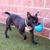 Jolly Pets Large Soccer Ball Floating-Bouncing Dog Toy, 8 inch Diameter, Ocean Blue
