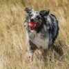 Chuckit! Ultra Ball Dog Toy - Medium Bouncy Fetch Balls For Dogs 20-60 lbs - Made from Durable Rubber - Floating Water Pet Toys - Size Medium - 2.5-inch Diameter - Pack of 2 - Image 2