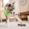 Benebone Medium 4-Pack Dog Chew Toys for Aggressive Chewers, Made in USA, 60lbs and Under - Image 4
