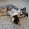 Outward Hound, Hedgehogz Plush Dog Toy, Medium - Image 5