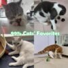 Mylar Crinkle Balls Cat Toys Interactive Crinkle Cat Toy Balls Independent Pet Kitten Cat Toys for Fat Cats Kittens Exercise, Soft and 2 Inch (24 Pack) - Image 5