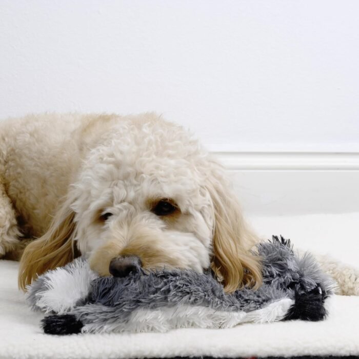 FGA MARKETPLACE Racoon-Squirrel Flat NO Stuffing NO Squeak Plush Dog Toy, Funny Style Will Entertain Your Pet for Hours, Recommended for Small and Medium Dog 21 INCH Long