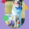 I AND LOVE AND YOU Wet Dog Food - Flew The Coop Variety Pack - Chicken + Turkey, Grain Free, Filler Free 13oz can, 6pk - Image 7