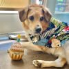 Dog Birthday Toy - Pup Cake Puppy Cupcake Plush Squeak and Crinkle Gift - Image 5