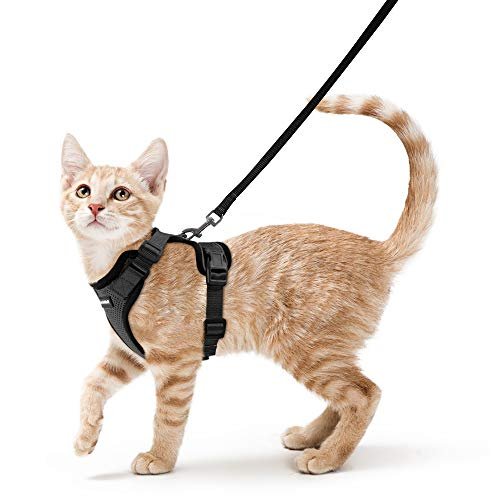 Best Cat Harness for Walking